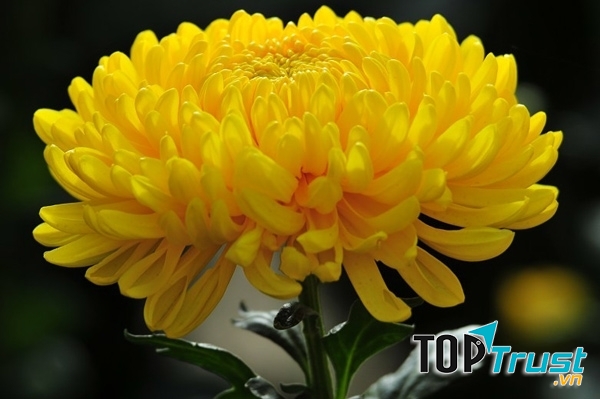 Hoa cúc vàng