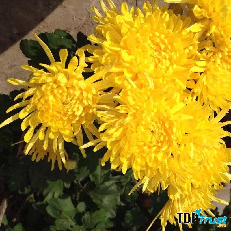 Những cánh hoa nhỏ li ti bám vào nhau không rời.