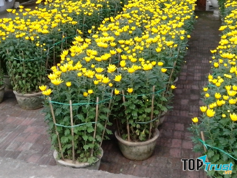 Trên khắp mọi miền Tổ quốc thì cúc là loại hoa chơi Tết quen thuộc hơn cả.