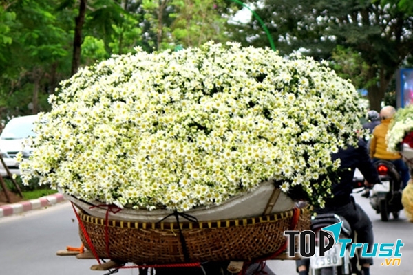 Cúc Họa MI đẹp đến nao lòng
