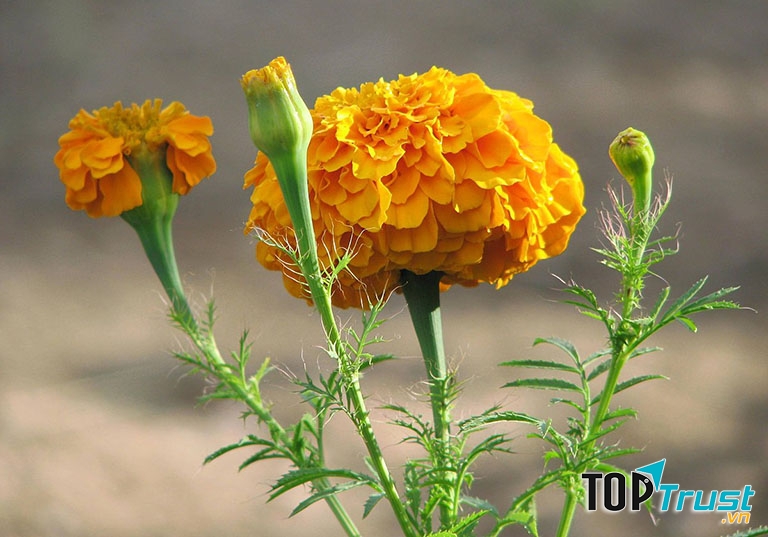 Ảnh minh họa - nguồn internet