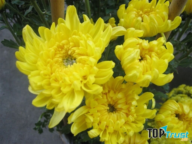 Hoa cúc vàng là bài thuốc dân gian chữa đau răng vô cùng đơn giản