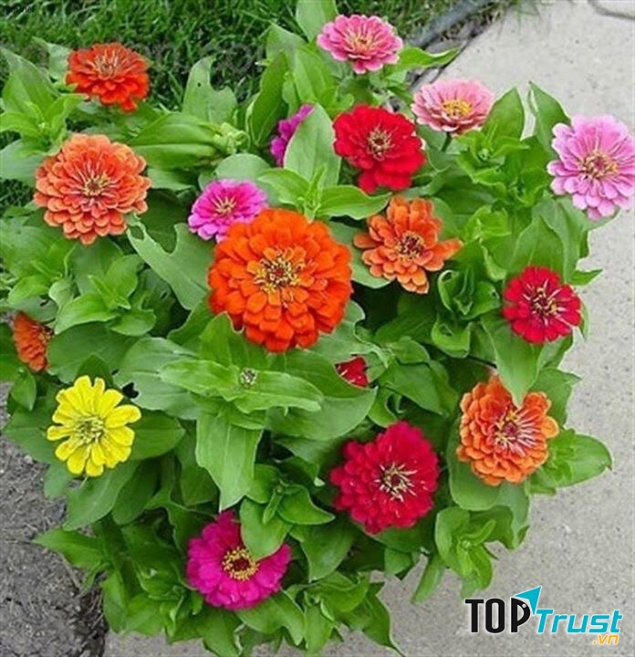 Hoa cúc Zinnia
