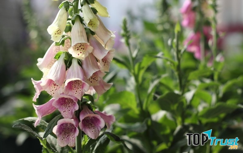 Hoa chùm pháo hay còn gọi là hoa Mao địa hoàng