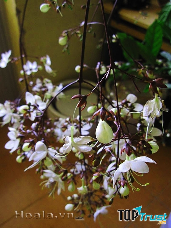 hình ảnh đẹp về hoa