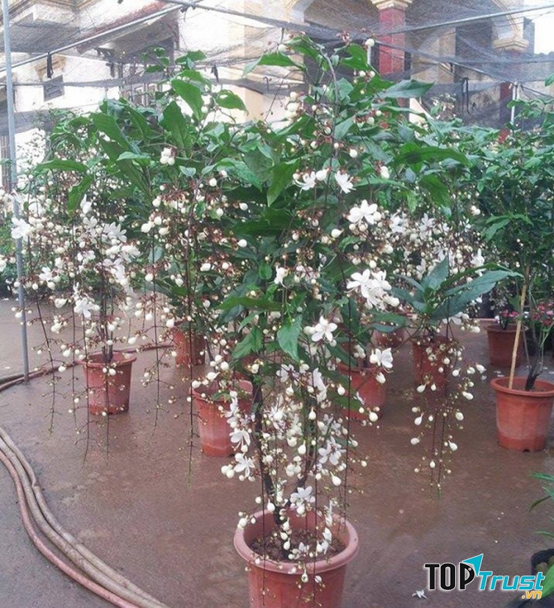 Hoa dạ ngọc minh châu