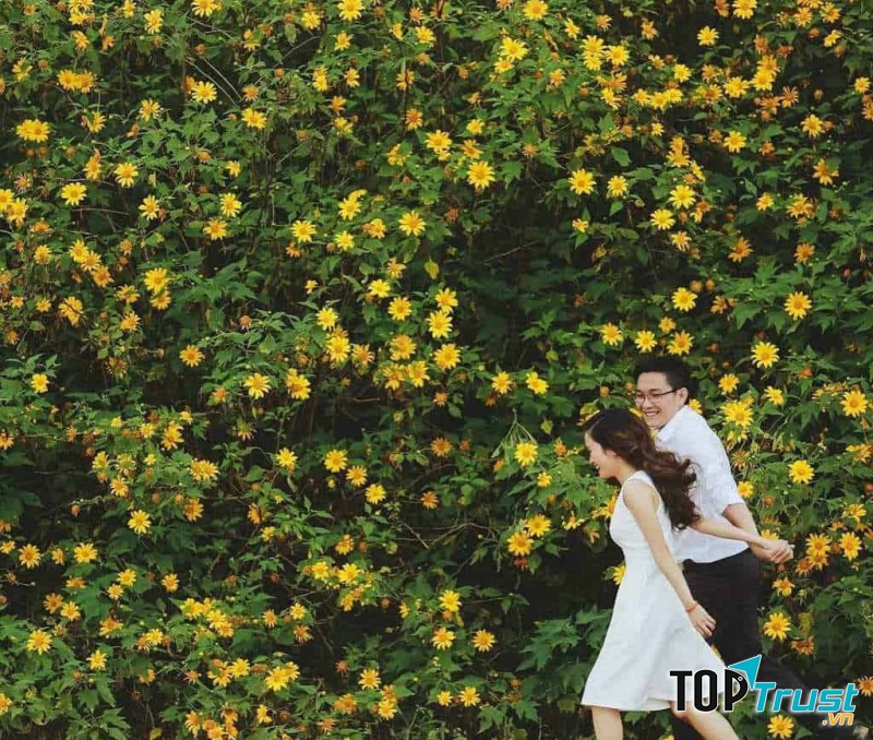 Dã quỳ là loài hoa dại, phổ biến ở Tây Nguyên và nhiều tỉnh vùng cao phía Bắc. Tuy nhiên, nói đến mùa dã quỳ người ta thường nhắc đến Đà Lạt