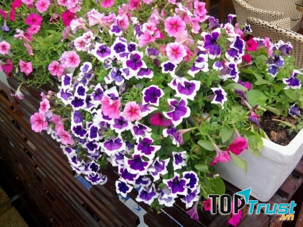 Hoa dạ yến thảo mang sắc tím dịu dàng