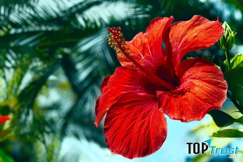 Loài hoa này giàu chất chống oxy hóa và axit amin.