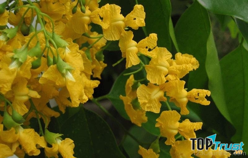 HOA DÁNG HƯƠNG MĂT CHIM - MYANMAR