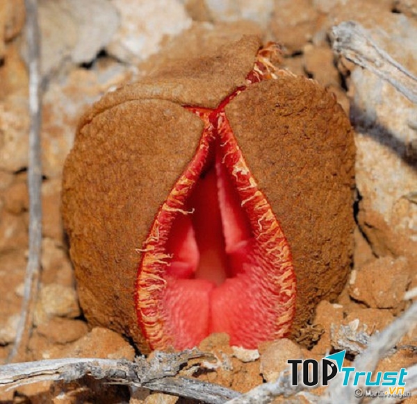 Hoa nhạy cảm không chỉ có hình dáng kỳ dị mà chúng còn có mùi thối rất khó chịu