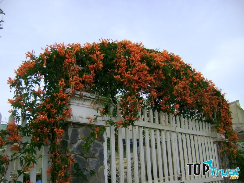 Hoa Đăng Tiêu tôn lên vẻ đẹp cho ngôi nhà