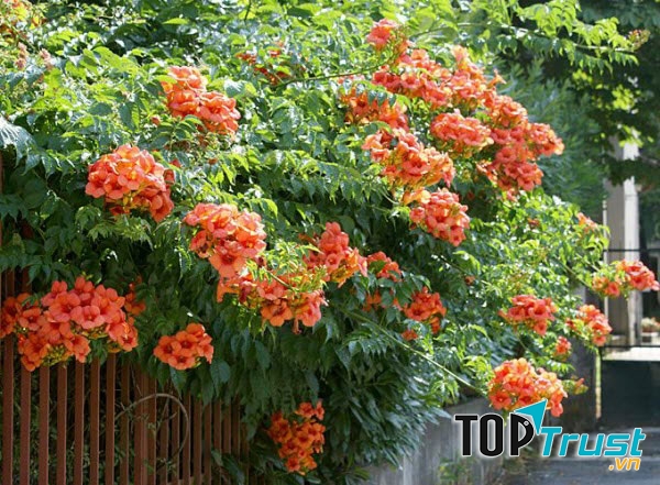 Màu hoa dây Đăng tiêu thay đổi tùy theo giống.