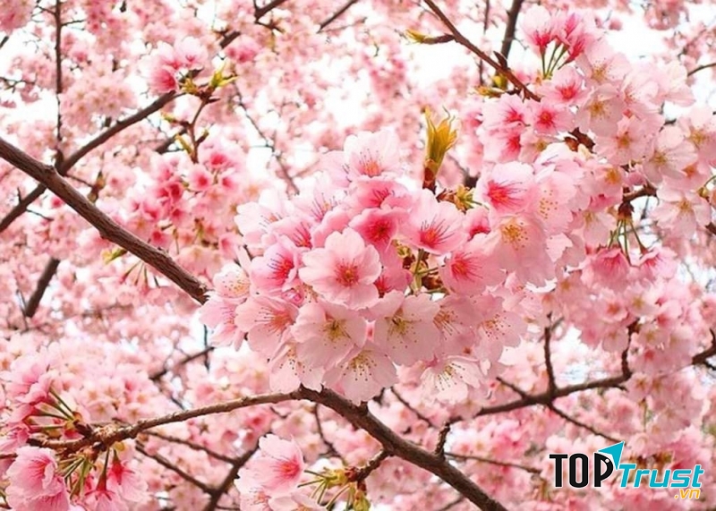 Sắc hoa đào rực rỡ ngày xuân