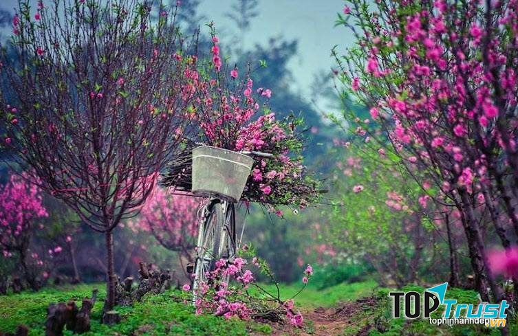 Hoa đào tượng trưng cho Tết miền Bắc