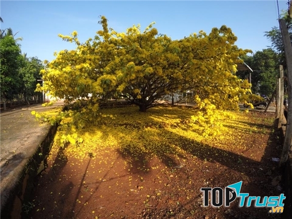 Cây mai với giá 1 tỷ chưa bán