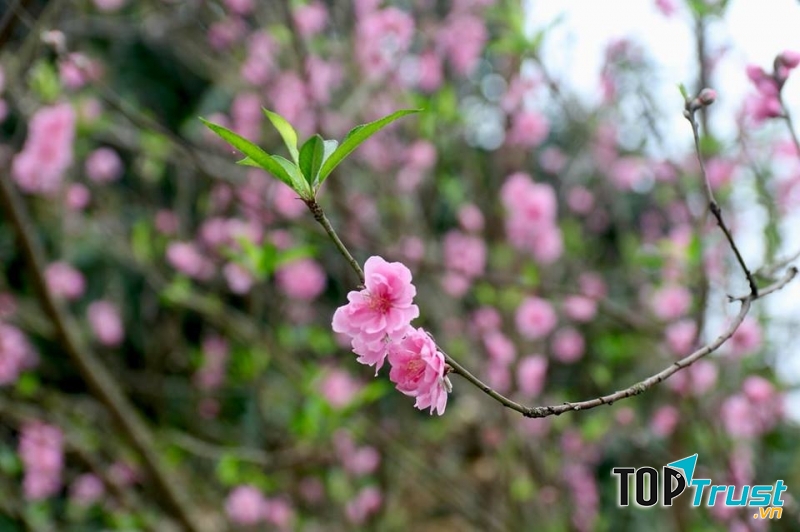 hoa Đào rộn ràng đón xuân