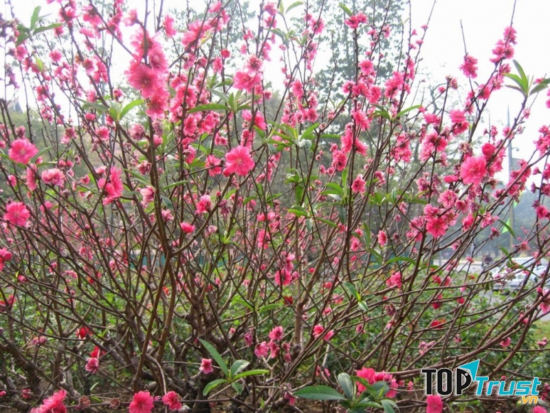 Là loài hoa không thể thiếu và phổ biến nhất trong dịp Tết nguyên đán