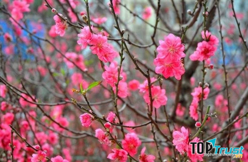 Hoa đào có thể trị nám