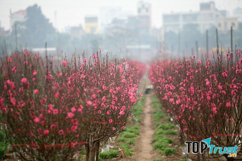 Hoa đào Nhật Tân , Hà Nội