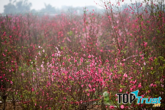 Hoa đào Nhật Tân, Hà Nội