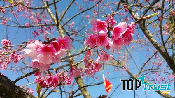 Hoa đào rừng Sa Pa