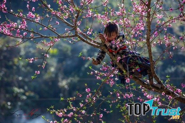Hoa đào rừng Sa Pa