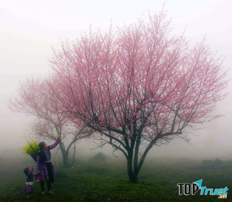 Hoa đào trong sương sớm