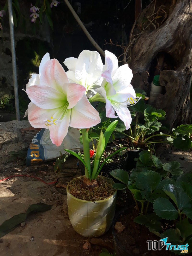 Hoa đất sét Phương Anh