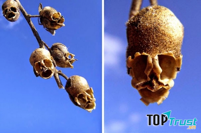 Hoa đầu lâu xương sọ