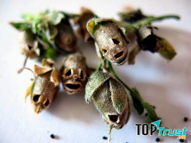 Khi chúng héo đi, các hạt sẽ rơi ra để lại hình dáng chiếc đầu lâu xương sọ đáng sợ.