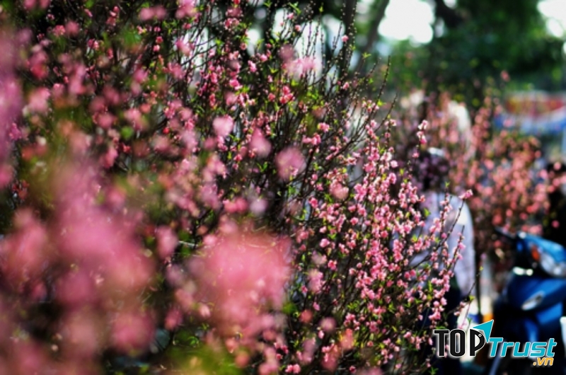 Một góc bán hoa đào