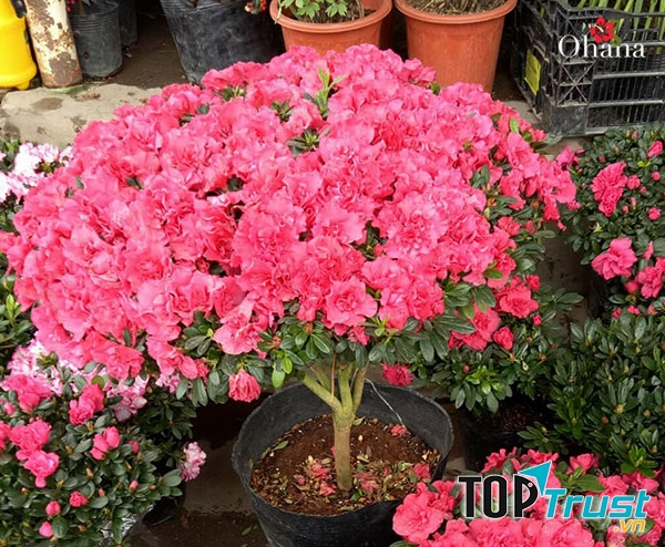 Hoa đỗ quyên mang đến luồng sinh khí mới cho gia chủ