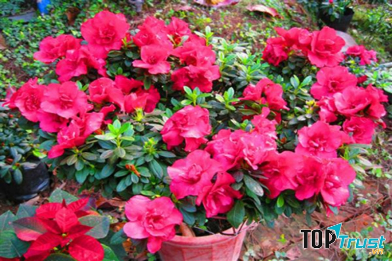 Chậu hoa đỗ quyên