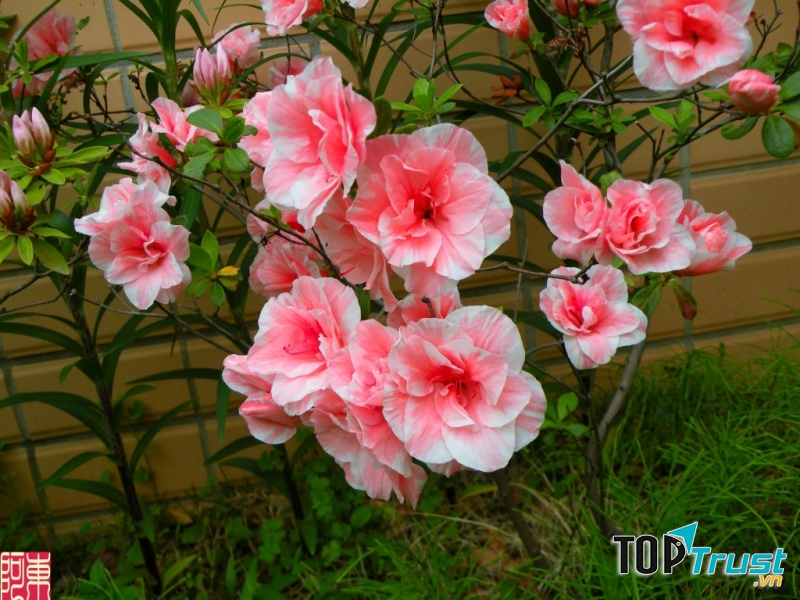 Hoa đỗ quyên