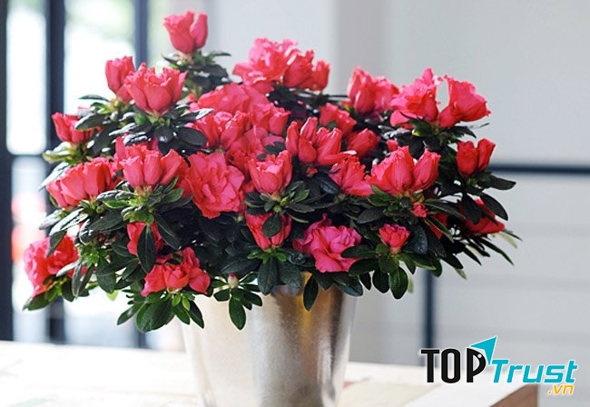 Hoa đỗ quyên thanh lọc không khí