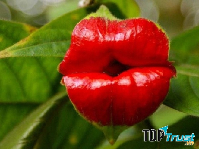 Trong hình dáng của đôi môi đỏ mọng và gợi cảm