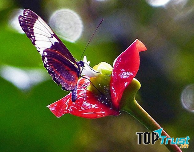 Hoa đặc biệt rất thu hút các loài côn trùng như ruồi, ong, bướm tới để thụ phấn.