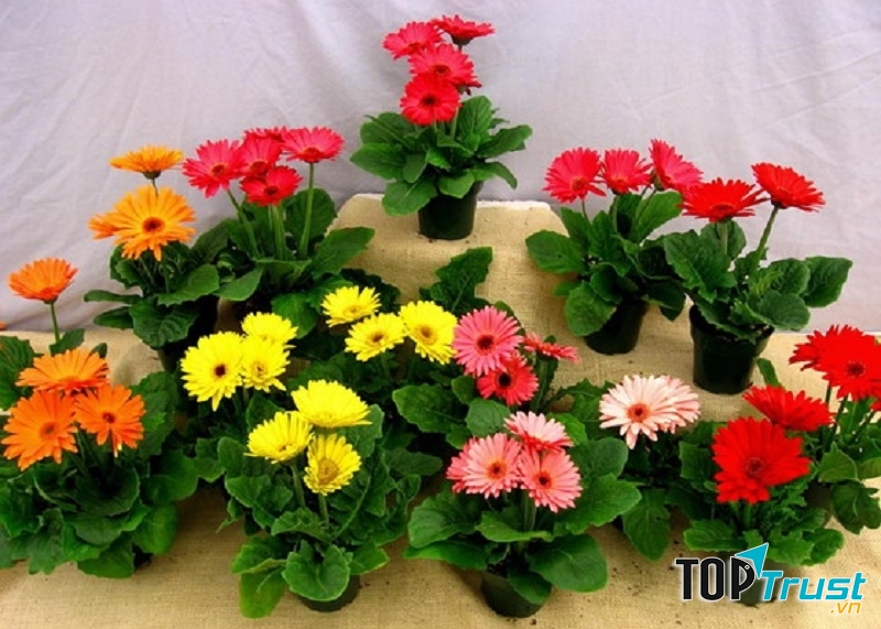 Hoa đồng tiền được ví như cây kim tiền tài lộc
