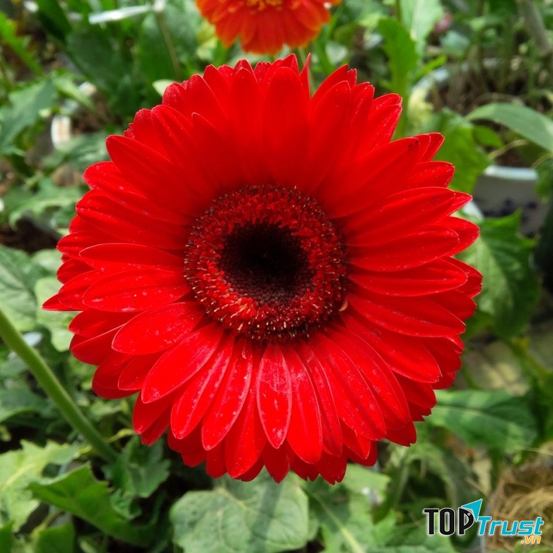 Đồng Tiền đón nắng