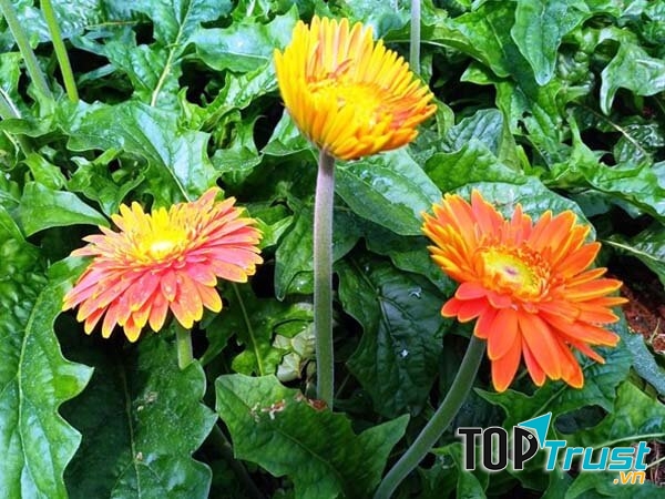 Chưng trong nhà một chậu cảnh hoa đồng tiền tượng trưng cho sự lạc quan với thông điệp rằng “hãy tin thì sẽ làm được”.