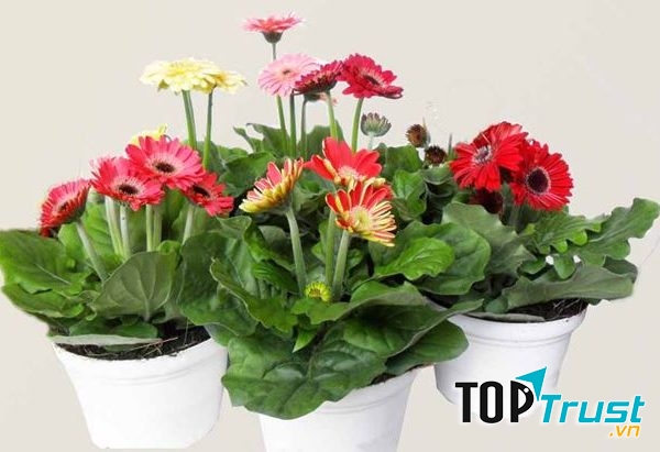 Chậu hoa đồng tiền xinh xắn