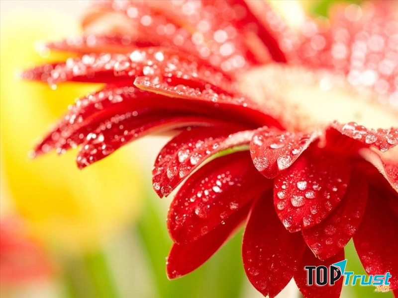 Hoa đồng tiền tươi tắn, dịu dàng mang tài lộc vào nhà