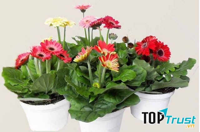 Hoa đồng tiền