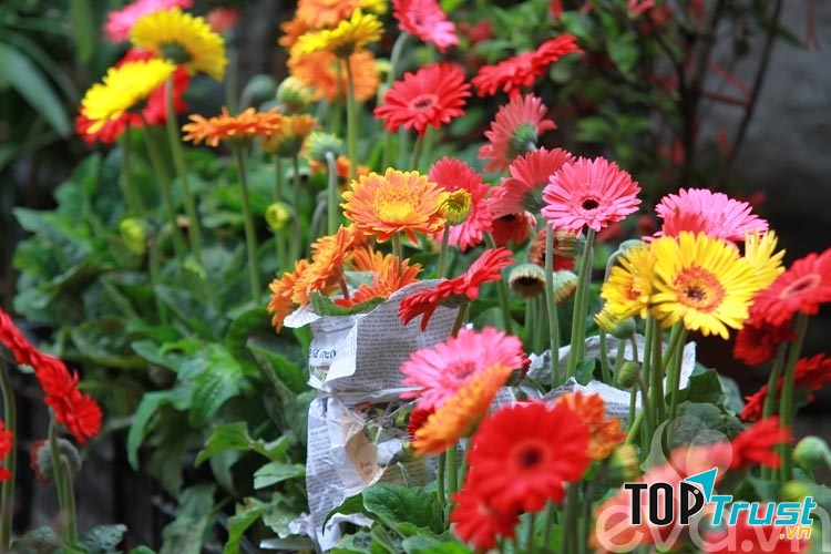 Màu sắc nổi bật, thích hợp ở nhiều vị trí trong phòng khách của bạn.