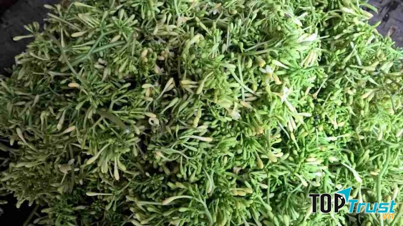 Hoa đu đủ loại tươi