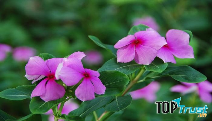 Hoa dừa cạn thường được sử dụng để điều trị một số bệnh nội khoa như: đái tháo đường, tiểu tiện ra máu.