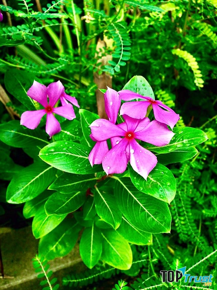 hoa dừa nước dưới sương