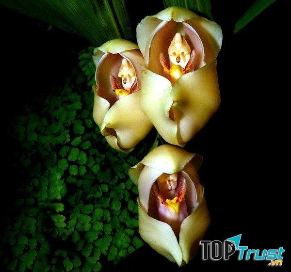 Hoa em bé cuốn tã