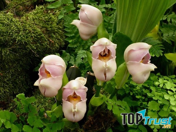 Hoa có mùi thơm ngọt rất dễ chịu, thu hút nhiều loài côn trùng đến thụ phấn.